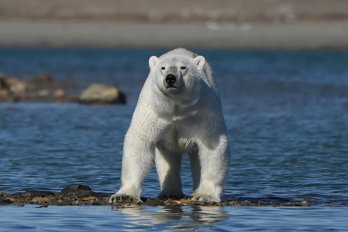 North Pole Tours Eclipse Travel north-pole-tours-eclipse-travel